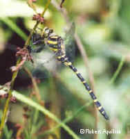 Goldenringed c.Robert Aquilina