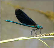 Calopteryx Virgo, or Beautiful Demoiselle